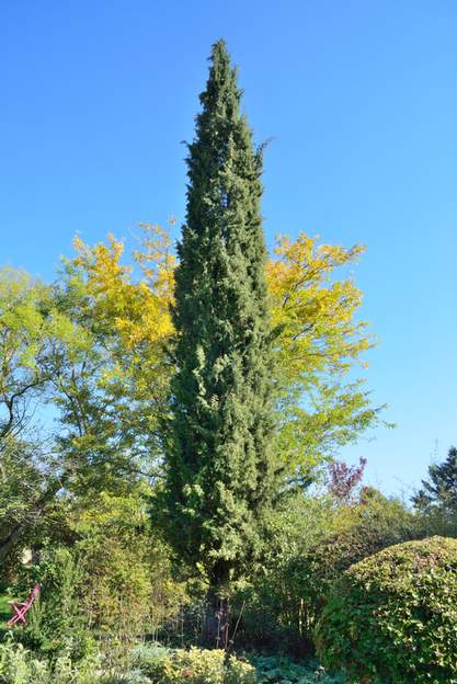 Cupressus sempervirens 2020 10
