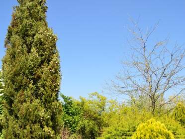 Les conifères du jardin