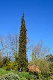 cyprès Certains cyprès ( Cupressus ) ne raffolent pas du jardin qui est trop sec pour eux. D'autres au contraire apprécient. Le...