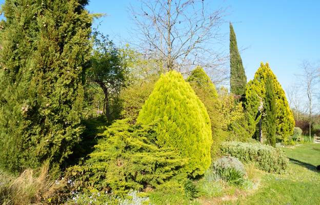 rocaille 2019 Les conifères qui ont maintenant dépassé les 20 ans dans la rocaille.