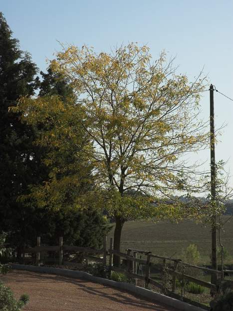 Gleditsia triacanthos 'Inermis' 2010 le févier standard, dans sa version sans épine.