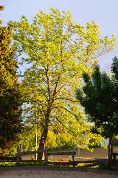 Gleditsia triacanthos 'Inermis' 2014 Soleil couchant