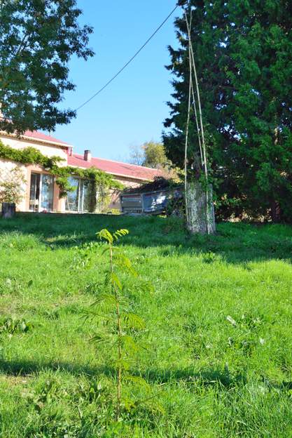 Gleditsia triacanthos 'Inermis' 2020 10 Il a fait des centaines de repousses tout le long de ses racines. Nous les coupons toutes, sauf une qui devrait refaire un arbre.