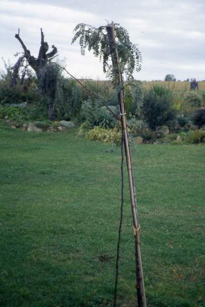 Gleditsia triacanthos 'Ruby Lace' 1993 Le pauvre petit ! Planté en 1992, pendant des années il va lui falloir un tuteur, sinon il se couche par terre.