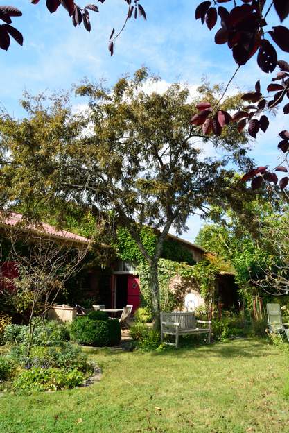 Gleditsia triacanthos 'Ruby Lace' 2021 09 Il perd comme tous les féviers les branches les plus basses, mais surtout s'étend de plus en plus latéralement, ce qui le fragilise et est peu esthétique.