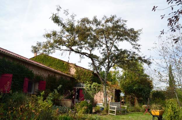 Gleditsia triacanthos 'Ruby Lace' 2022 10