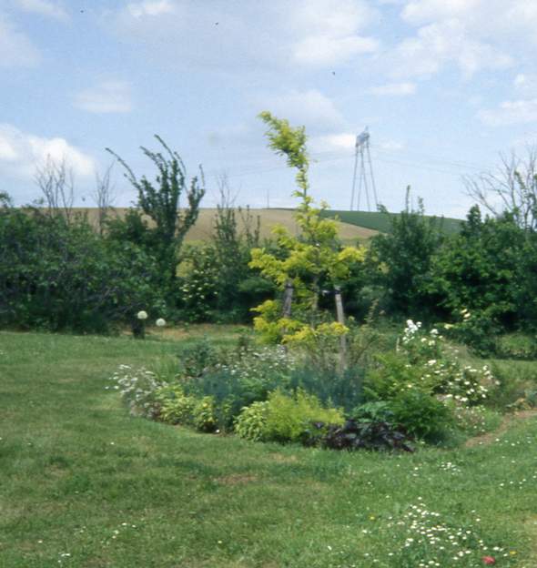 Gleditsia triacanthos 'Sunburst' 1993 Planté en 1991. Fort joli. Il mérite bien son nom, encore plus quand il devient grand.
