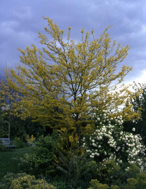 Gleditsia triacanthos 'Sunburst' 2000 il a 10 ans.