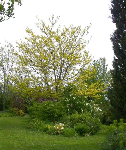 Gleditsia triacanthos 'Sunburst' 2013 Doré et bourré d'abeilles au printemps, une splendeur.