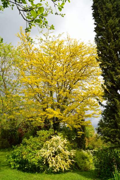Gleditsia triacanthos 'Sunburst' 2019 04