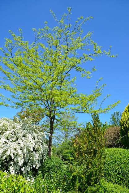 Gleditsia triacanthos printemps 2014 Ce févier, revenu sur le type de base, est un semis d'un des autres. Car il arrive - rarement - que les cultivars un peu spéciaux fasent quelques fruits, qui...