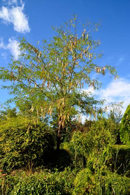 Gleditsia triacanthos 2014 10 C'est pour ça que le Glediitsia est nommé 