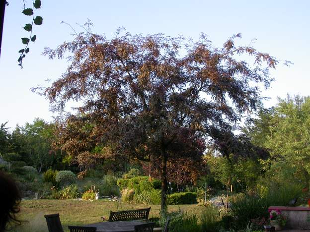 Gleditsia triacanthos 'Ruby Lace' 2006 Très bel arbre, pas grand, pousse peu, et surtout il lui faut un tuteur pendant des années, sinon il tombe ! photo de 2006 (15 ans donc).