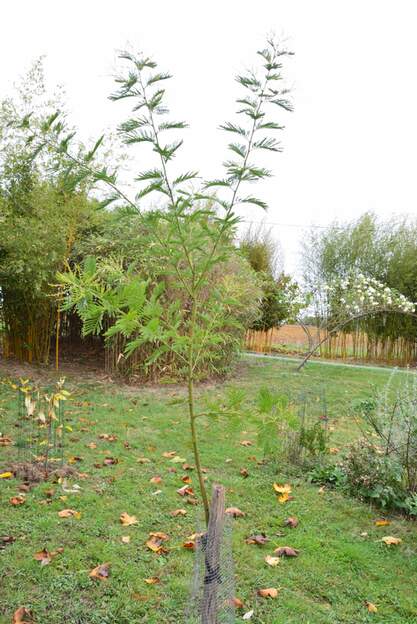 Acacia dealbata 'Gaulois' 2024 10 Acheté à la coopérative agricole, planté à titre temporaire dans le carré, où il a beaucoup grandi ; puis mis en place en octobre 25 dans le pré allemand.