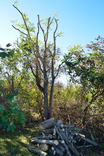 Ailanthus altissima 2022 10 L'un d'eux est mort, le deuxième a perdu un bon tiers de ses branches, alors on taille ! Il repart, mais le tronc est très abimé, il ne s'en sortira pas.