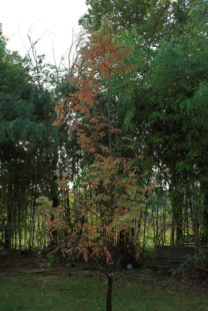 Metasequoia glyptostroboides 2011 l'un des rares conifères qui soient caducs ! on voit bien ici que ses aiguilles sont en train de mourrir et vont tomber. Le tout c'est de savoir que c'est...