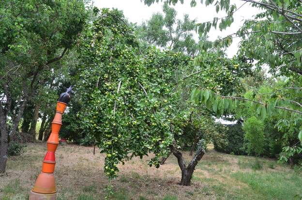 Delbart jubile 2026 Il n'a pas aimé les sécheresses et perdu une bonne partie de ses branches. Cette année cependant, il est couvert de fruits.