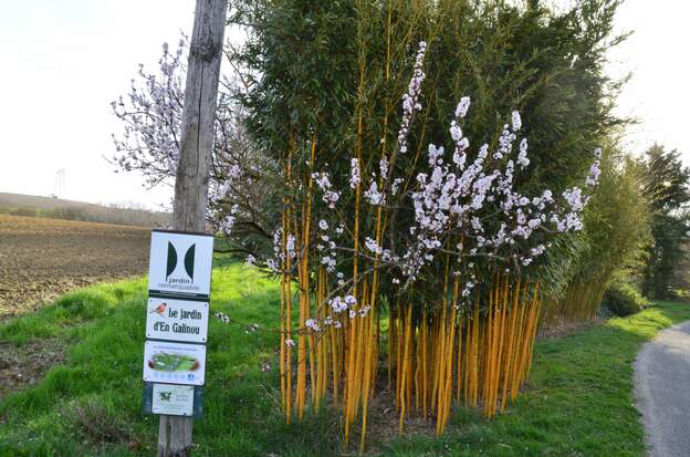 Abricotier 3-2025 03 (2) Les bambous ont une jolie floraison !