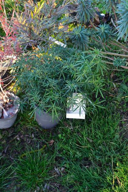 Choisya × dewitteana 'White Dazzler' 2016 12 Obtention récente. Choisya x demitteana 'White Dazzler'. Il aurait un port bien plus compact que ses parents.