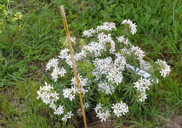 Choisya × dewitteana 'White Dazzler' 2017 04