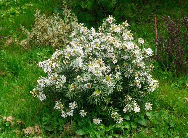 Choisya × dewitteana 'White Dazzler' 2019 04