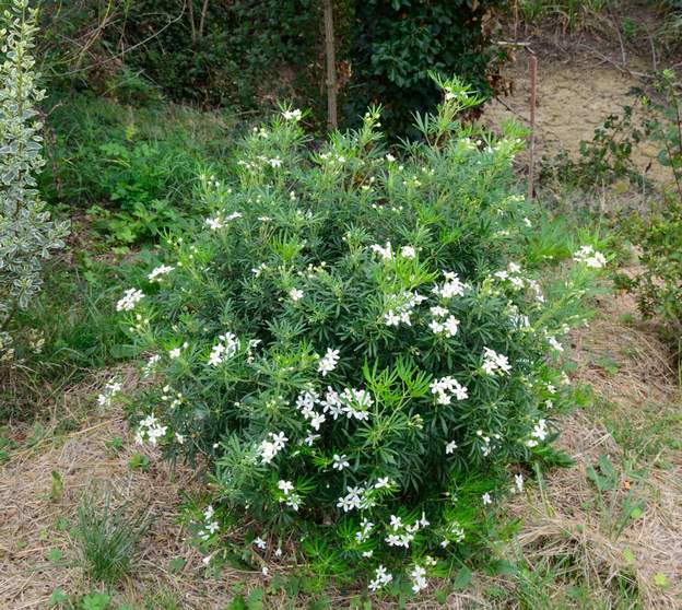 Choisya × dewitteana 'White Dazzler' 2019 09 Tiens, il remonte cette année !