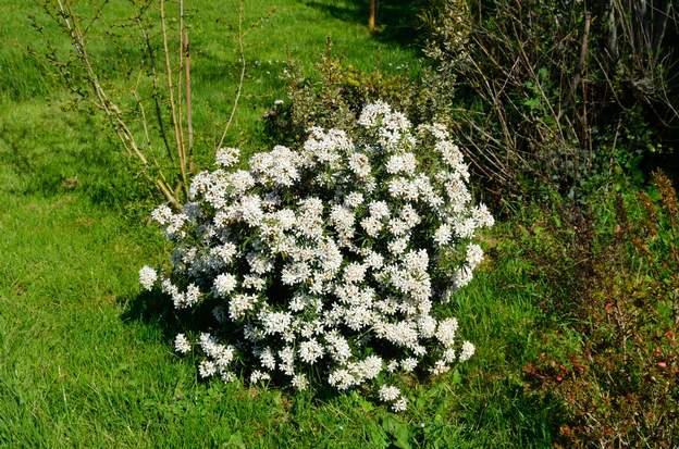 Choisya × dewitteana 'White Dazzler' 2020 04