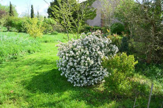 Choisya × dewitteana 'White Dazzler' 2024 04