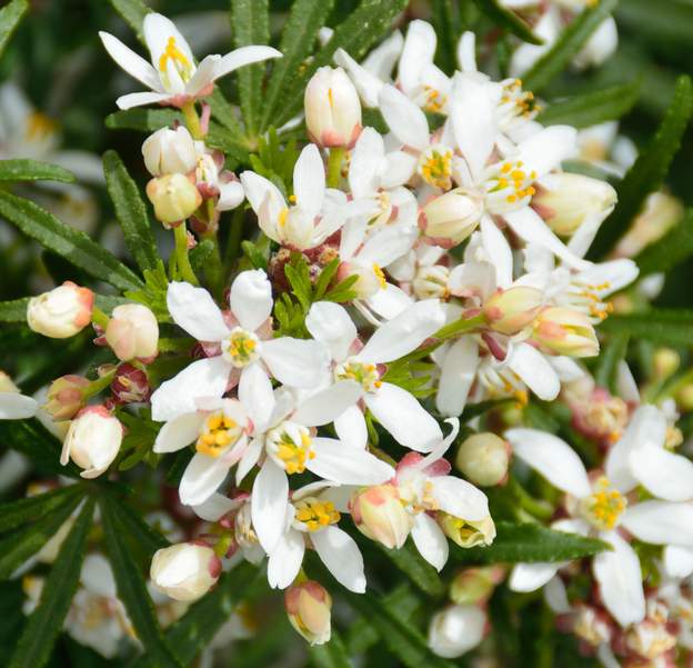 Fleur de 'White Dazzler' Fleur de 'White Dazzler'