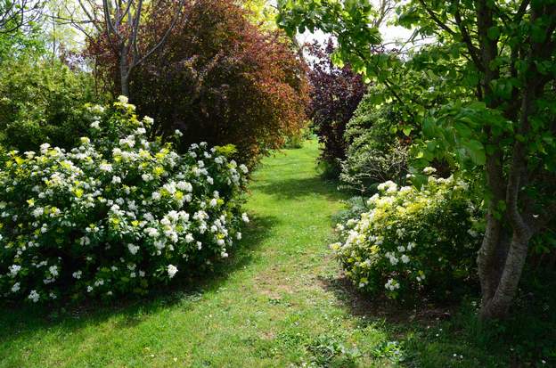 Choisya ternata 'Sundance' 1-2 2015 C'est le premier hybride de choisya, sorti en 1978 seulement, De chaque côté de l'allée les deux choisya sont couverts de fleurs en mai.