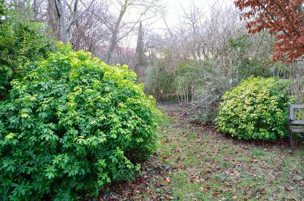 Choisya ternata 'Sundance' 1-2 2018 01 En hiver le feuillage de cet arbuste illumine les allées qui seraient bien tristes sinon.