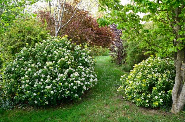 Choisya ternata 'Sundance' 1-2 2019 04