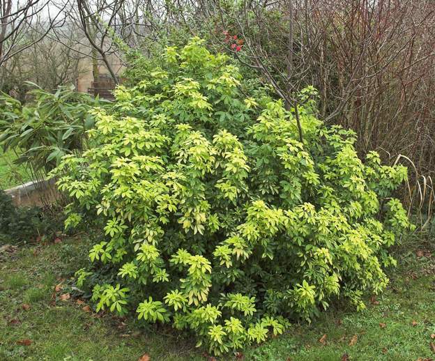 Choisya ternata 'Sundance' 1-2007 Le Choisya doré, 