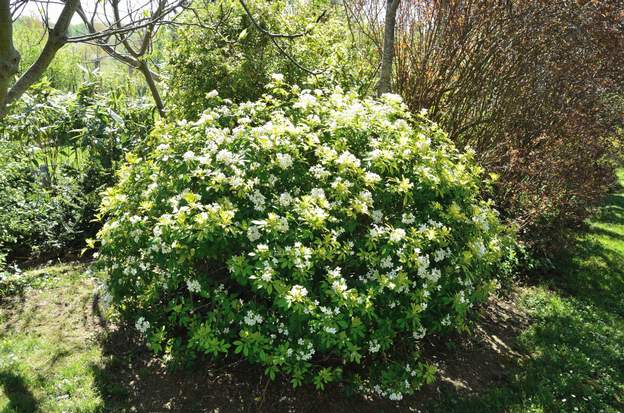 Choisya ternata 'Sundance' 1-2014 Nous le taillons pour qu'il reste un peu compact, là c'est une boule de 1,50 mètre.