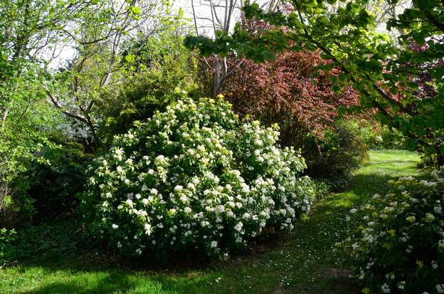 Choisya ternata 'Sundance' 1-2019