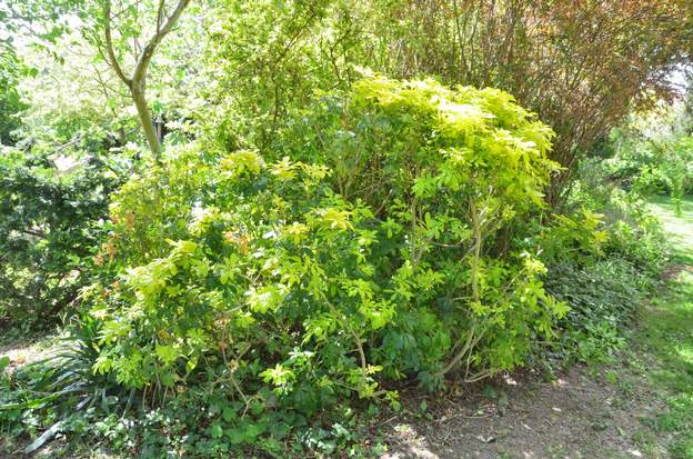 Choisya ternata 'Sundance' 1-2024 04 Il n'a pas du tout aimé la sécheresse des étés, pas mal de branches sont mortes.