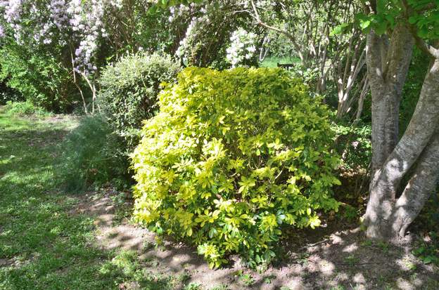 Choisya ternata 'Sundance' 2-2024 04