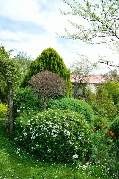 Choisya ternata 2015 Pas de nom de cultivar, parce que c'est l'oranger du Mexique classique. Il est connu depuis le début du XIXe siècle, Là il est fortement taillé en boule pour...