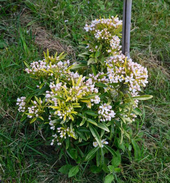 Choisya x dewitteana 'Astec Gold' 2019 04