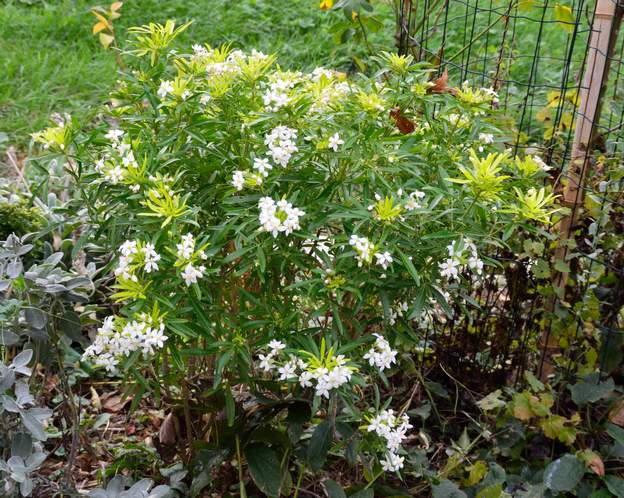 Choisya x dewitteana 'Astec Gold' 2022 10