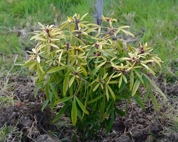 Choisya x dewitteana 'Astek Gold' 2018 01 Les feuille de la perle aztèque, mais le doré de la danse du soleil. La feuilles fait de 3 à 5 folioles. Une obtention de 2012 des pépinières Hillier.