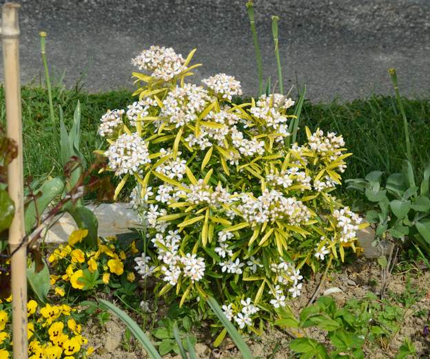 Choisya x dewitteana 'Astek Gold' 2020 04