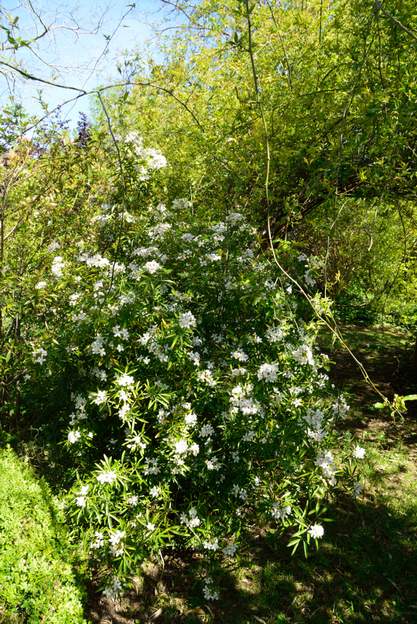 Choisya x dewitteana 'Aztec Pearl' 2018 Il devient un peu dégingandé, sans doute trop à l'ombre maintenant. Taille nécéssaire après la floraison.