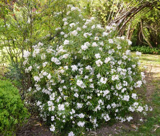 Choisya x dewitteana 'Aztec Pearl' 2019