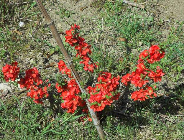 Chaenomeles japonica 'Crimson and Gold' 2012 03 Planté vers 2010 dans le massif ouest, il a bien failli mourrir. En revanche, il ne semble pas craindre le froid, au contraire, en 2012 il est magnifique pour...