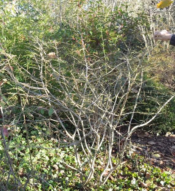 Euonymus alatus 2015 Plus élégant que la variante compacte. Cette photo de novembre montre bien ses tiges ailées.