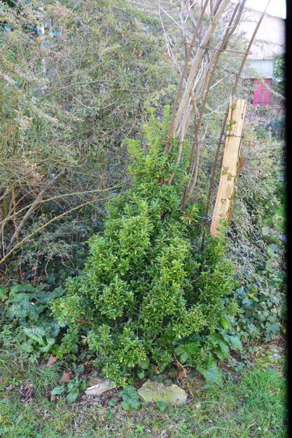 Euonymus fortunei 'Emerald and Gold' 2025 01