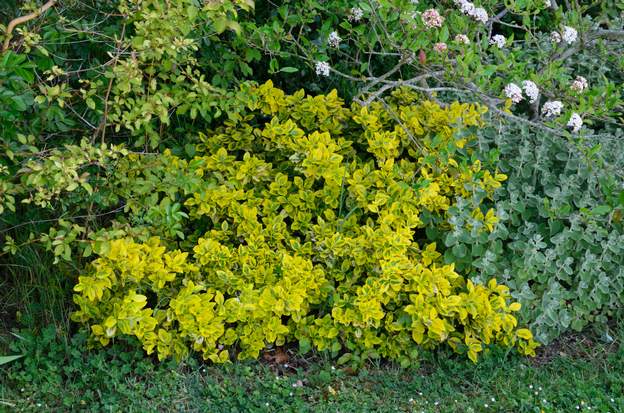 Euonymus fortunei 'Emerald and gold' b 2021 04
