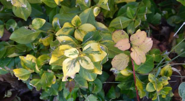 Euonymus fortunei 'Emerald and gold'b