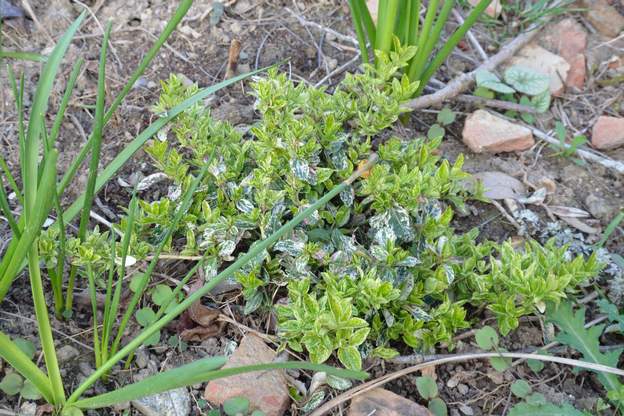 Euonymus japonica 'Arlequin' 2016 03 Planté en fin 2014, ce n'est pas vraiment un arbuste, disons une sorte de couvre-sol ?